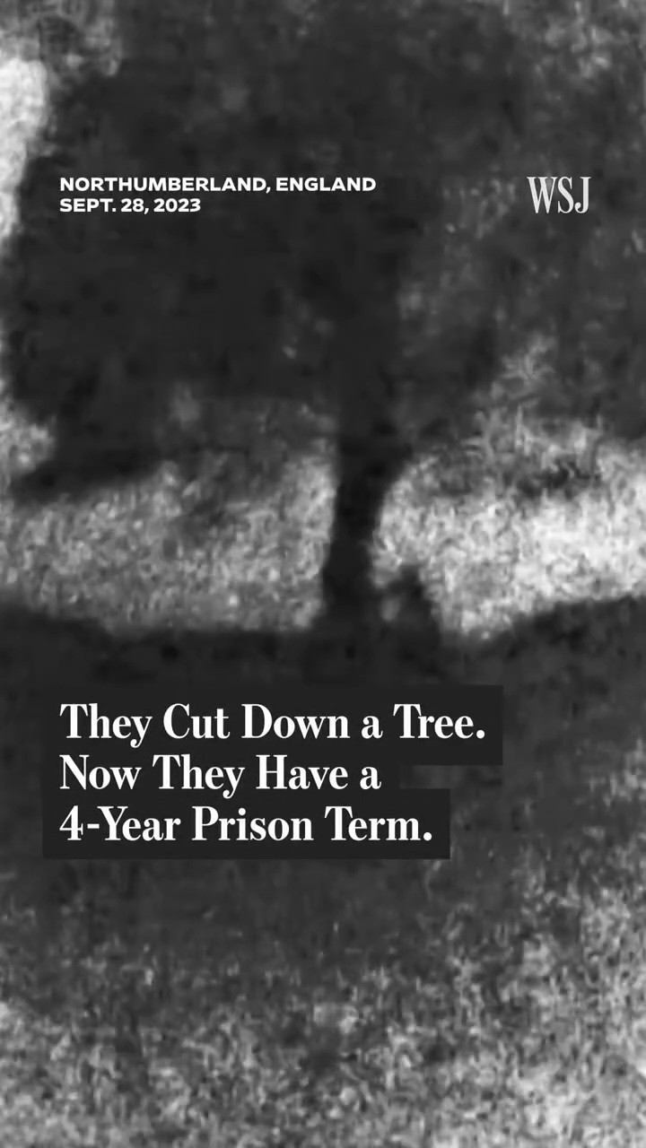 They Cut Down a Tree. Now They Have a 4-Year Prison Term.