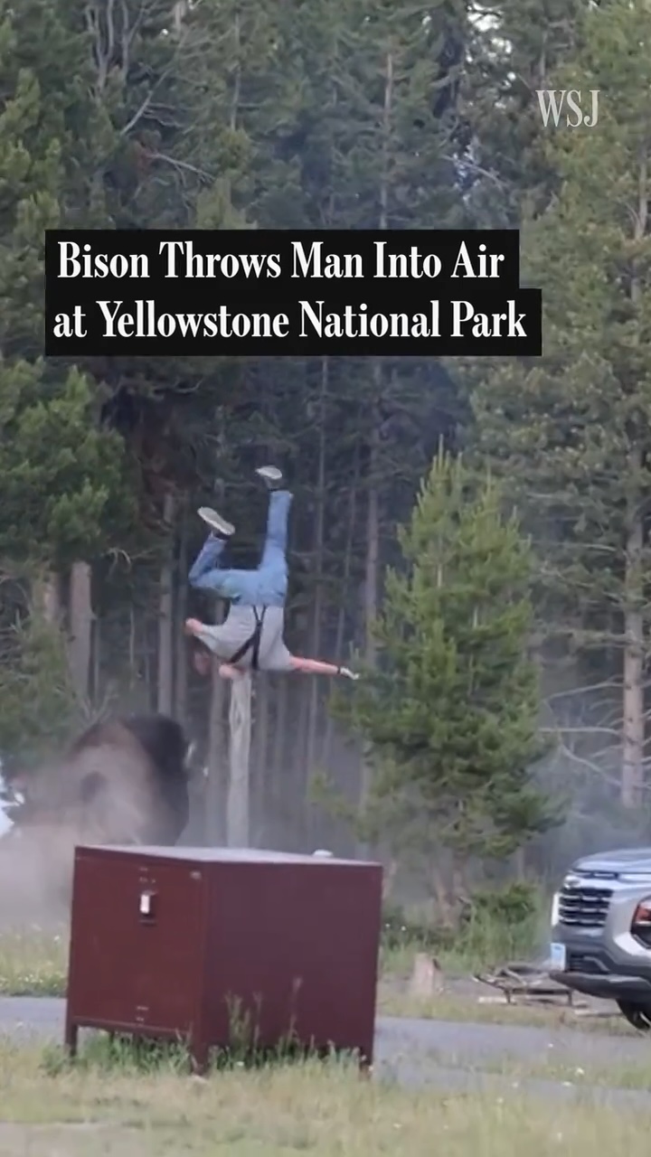 Bison Throws Man Into Air at Yellowstone National Park